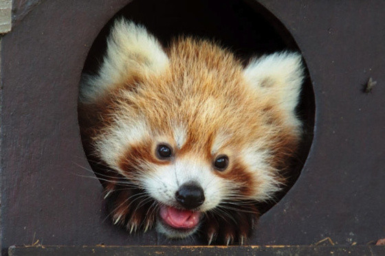 that's all firefox